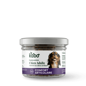 Friandises pour Chien