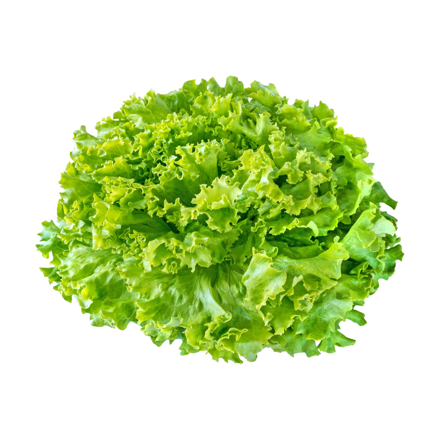 Salade batavia blonde - BIODIS - 1 pièce
