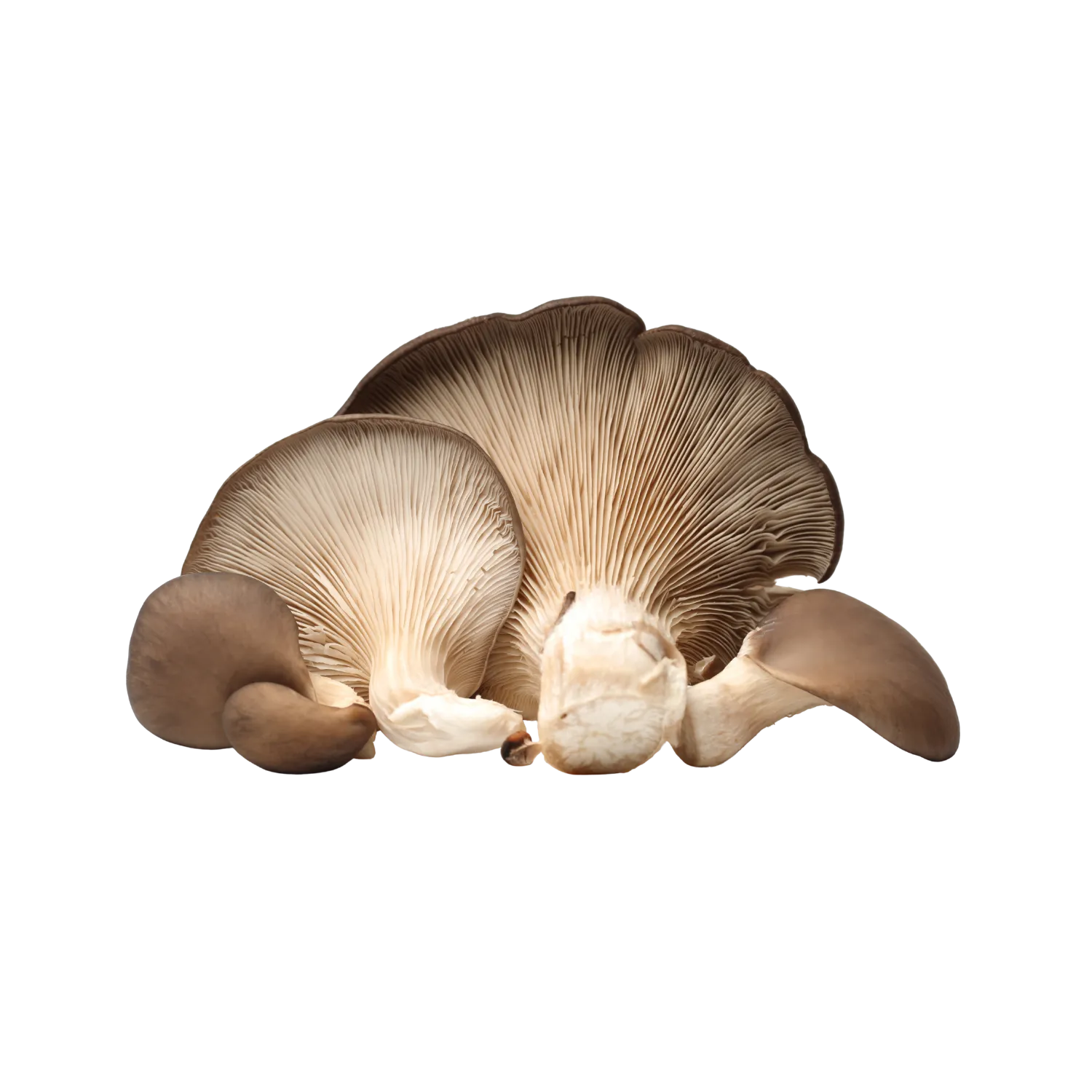 Pleurote - BIODIS - 250g