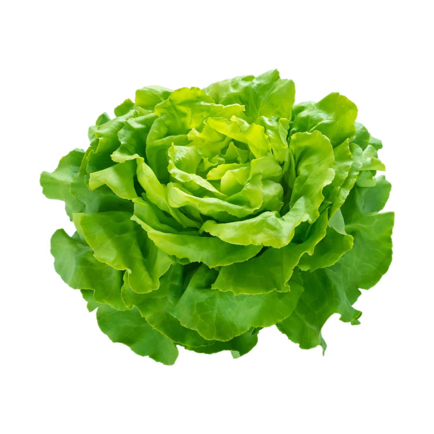 Salade laitue blonde