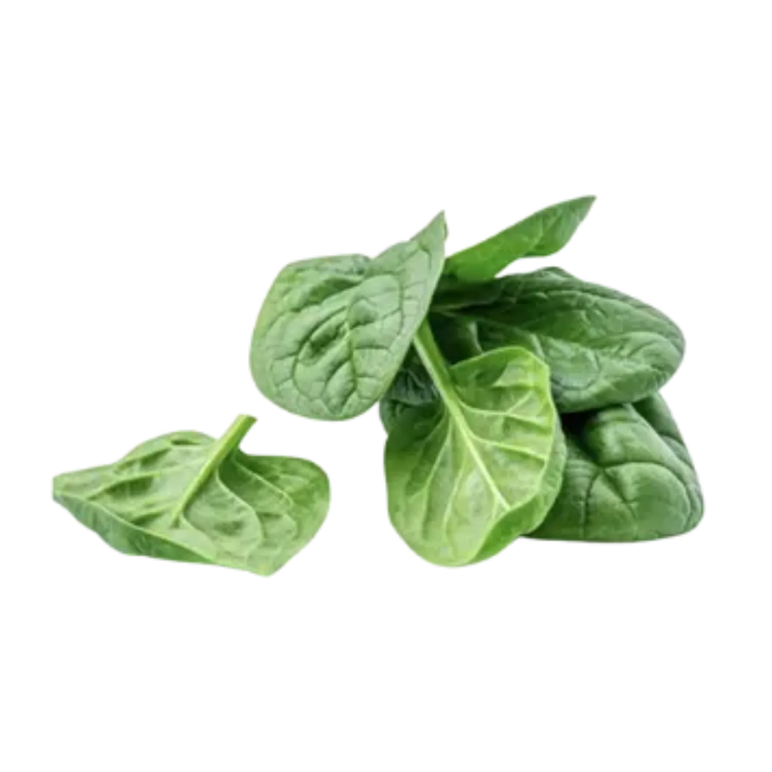 Epinard feuille