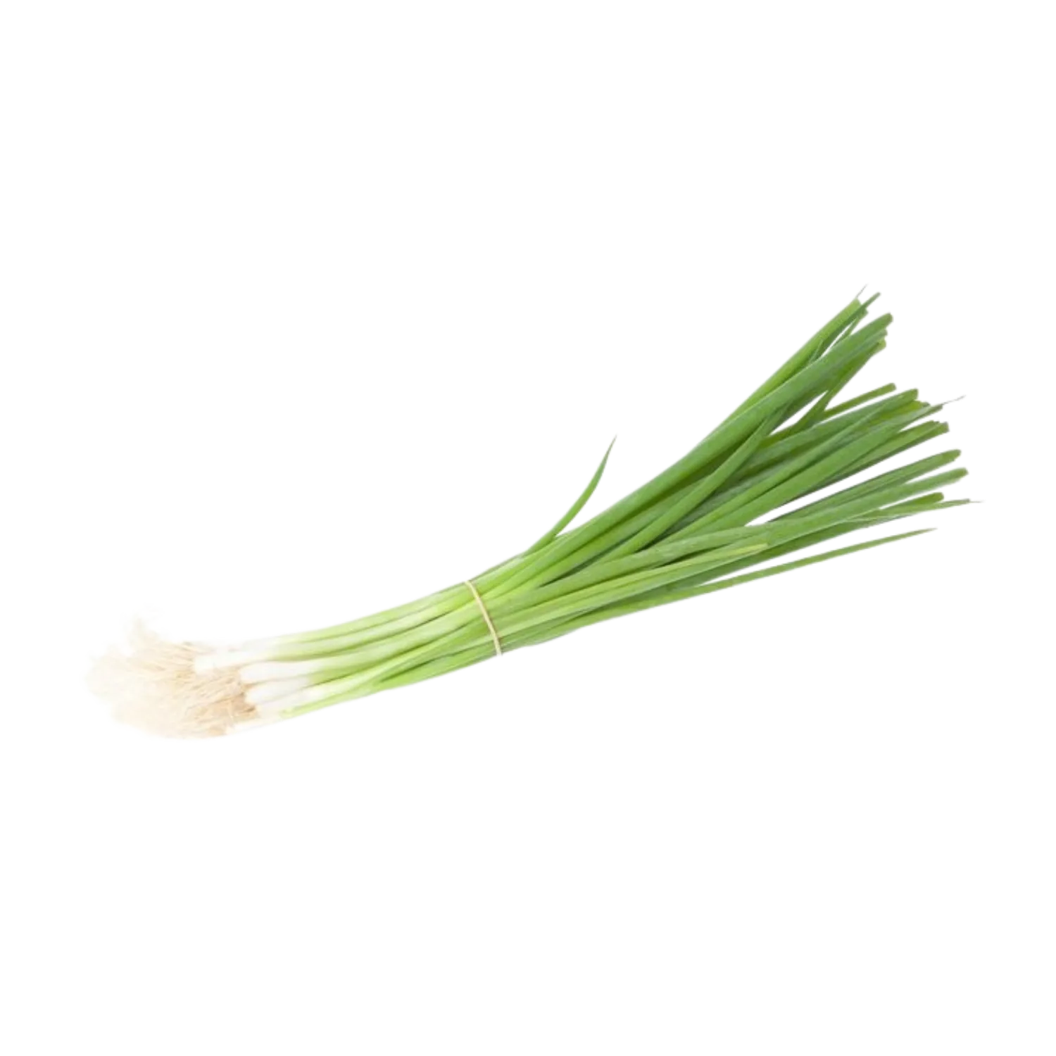 Oignons cébette botte