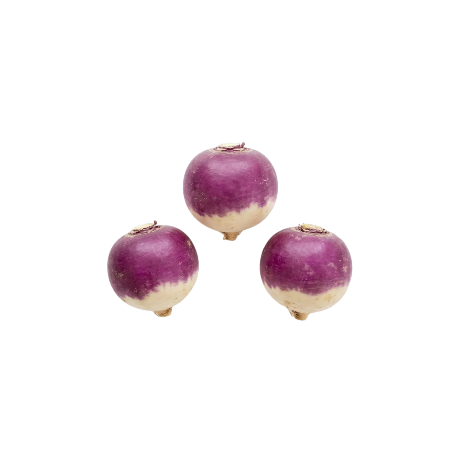 Navet rond violet