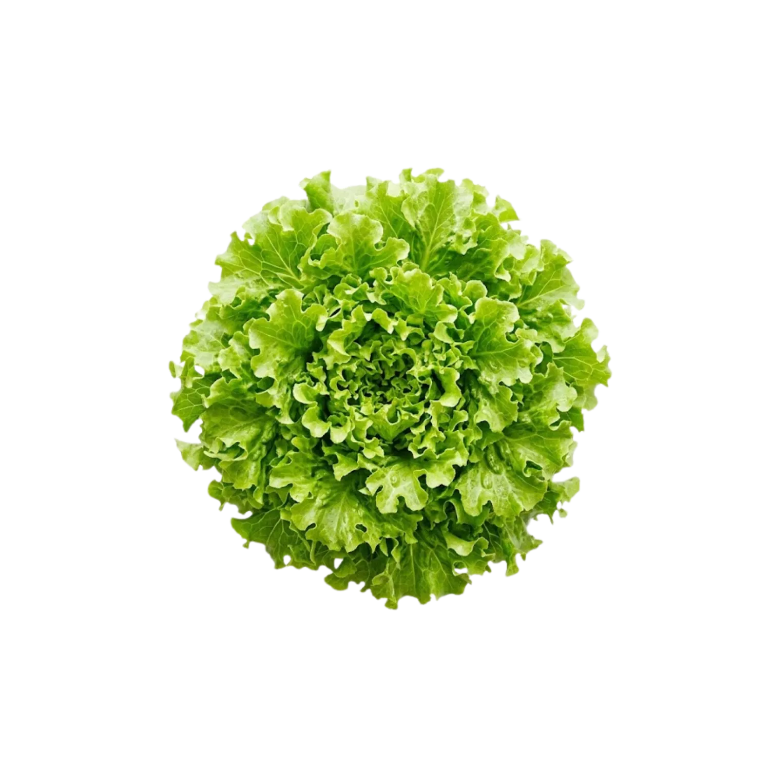 Salade feuille de chêne verte