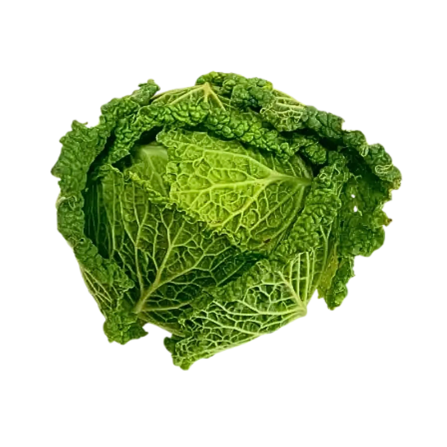 Chou vert frisé x1 BIO